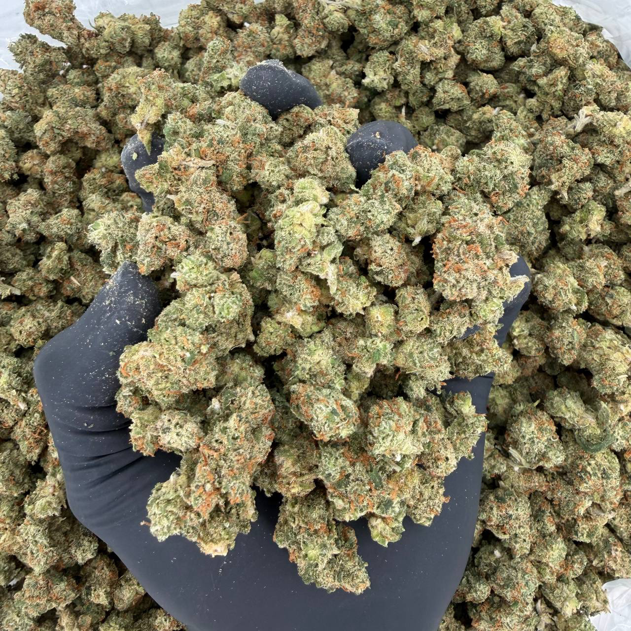 ZaZa Smalls Tier: Jack Herer