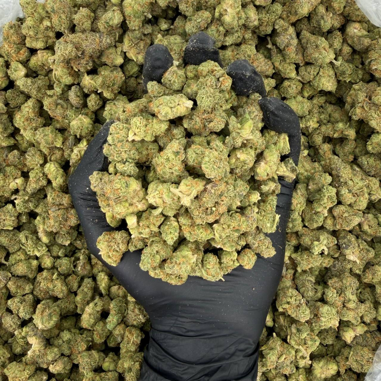 Exotic Smalls: GMO (Silver Tier)