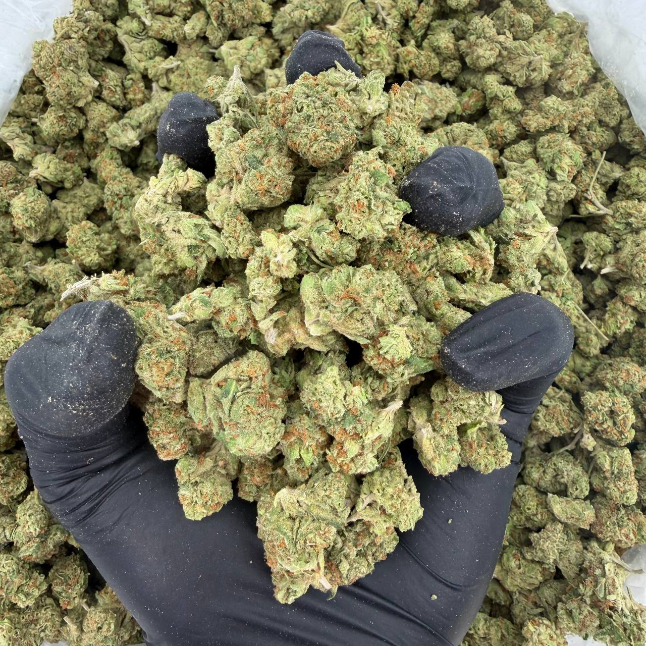 Exotic Smalls: Sunset Sherbet